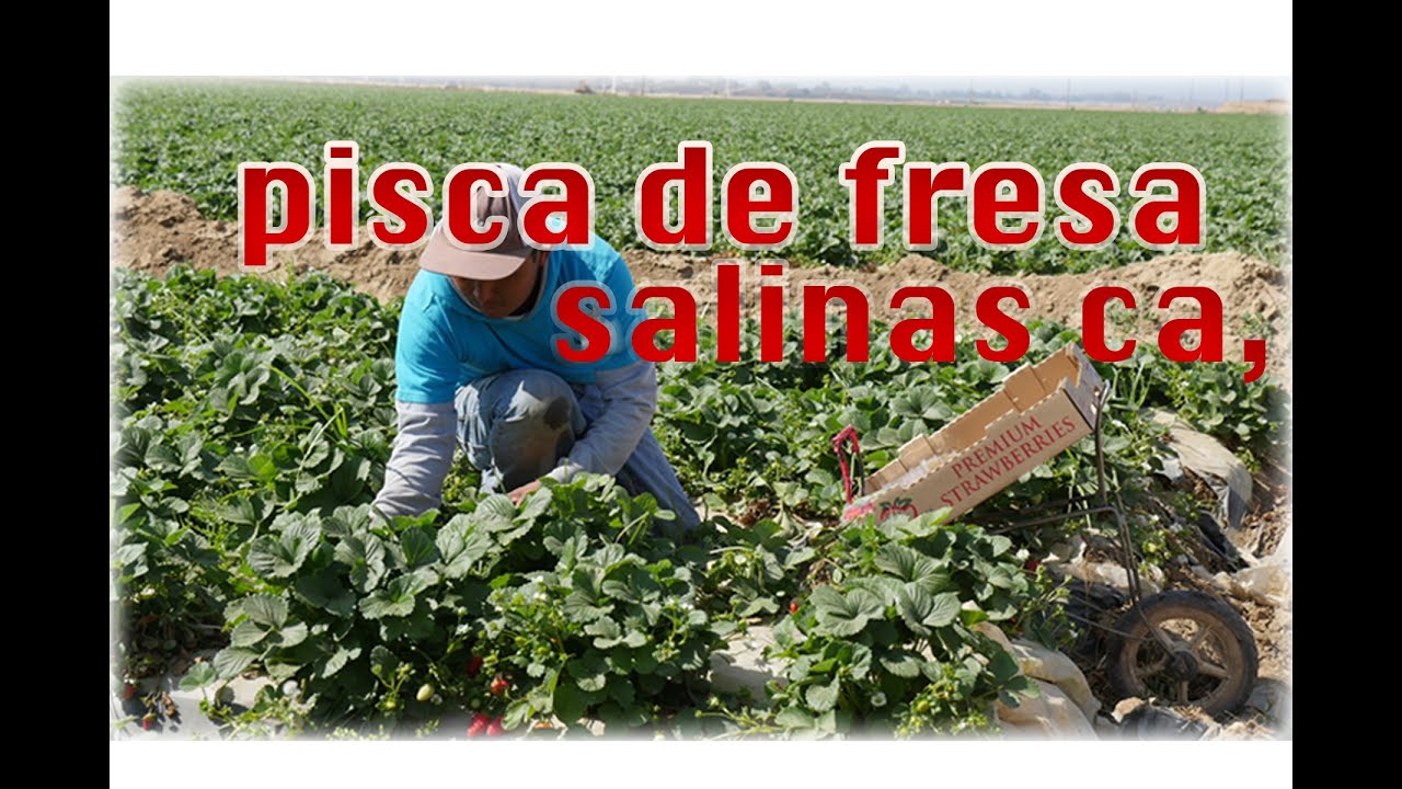PISCA DE FRESA EN SALINAS CALIFORNIA