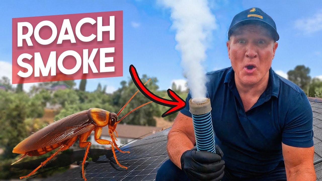 98% of people don’t know how to STOP roaches 🪳(For good)