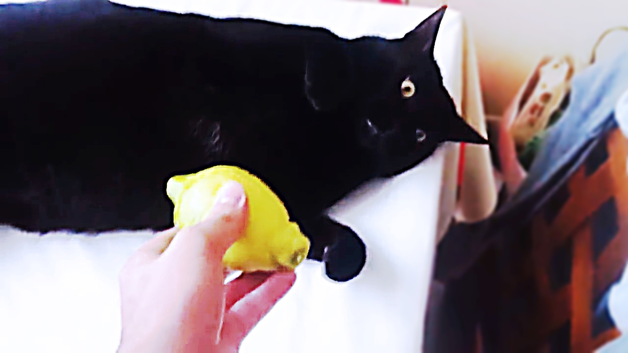 🐱🍋 СМЕШНЫЕ ТОПовые приколы с котами! Коты едят лемон!