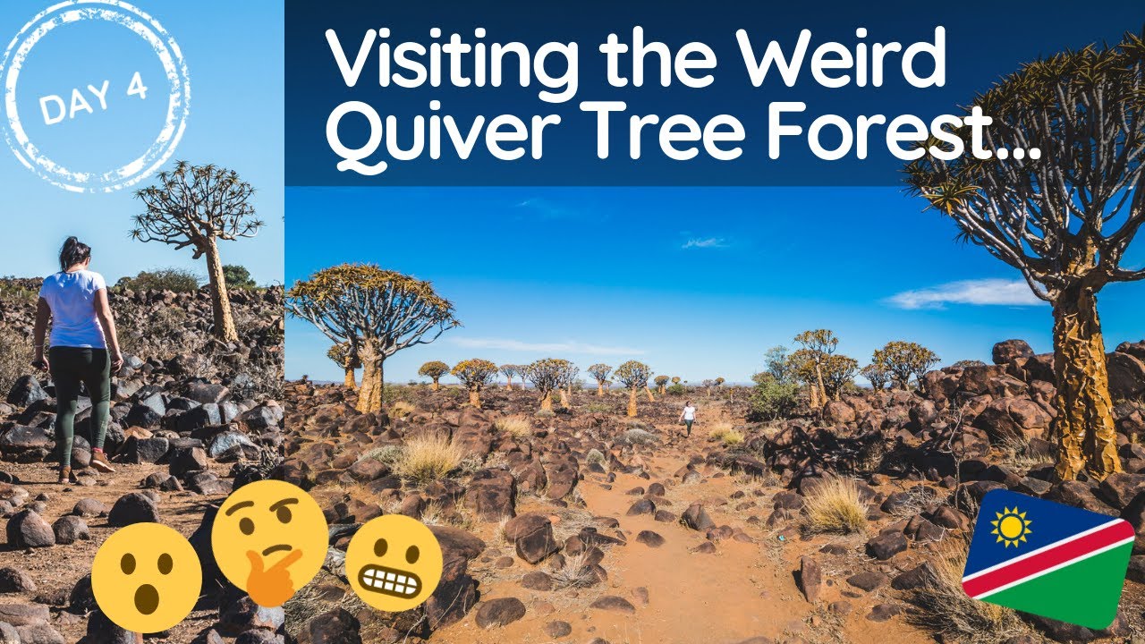 Quiver Tree Forest near Keetmanshoop