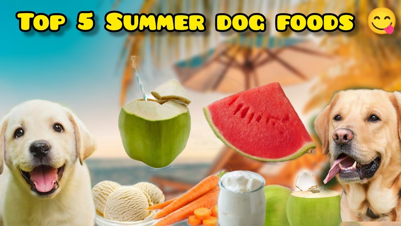 Top 5 Summer foods for dog ( Helps to hydrate the body) in tamil | Lucky - The Labrador ❤️