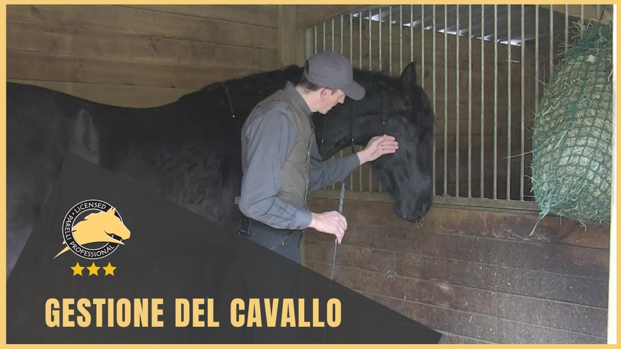 Gestione del cavallo in scuderia