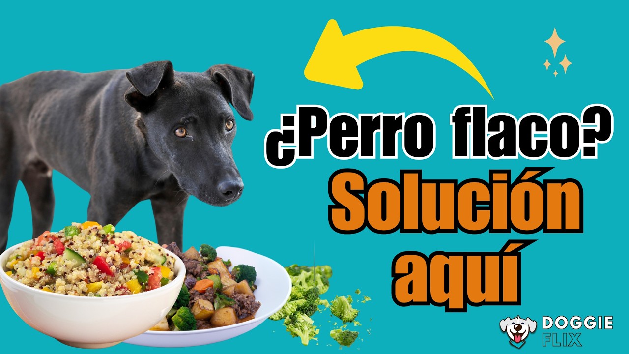 Cómo hacer que un perro gane peso y músculo con comida casera