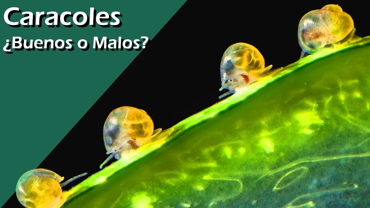 184👍🐌👎.- Tipos de CARACOLES de Acuario, ¿Aliados o plaga oculta?