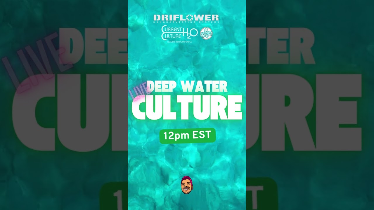 Intro to DWC Live Series