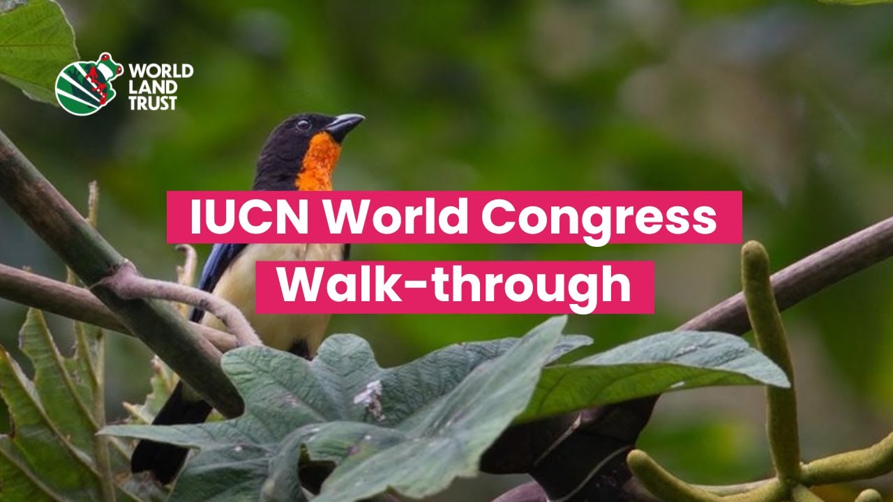 IUCN World Congress Walk-through