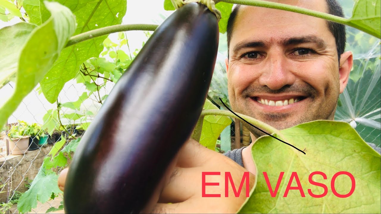 COMO PLANTAR BERINJELA E JILÓ