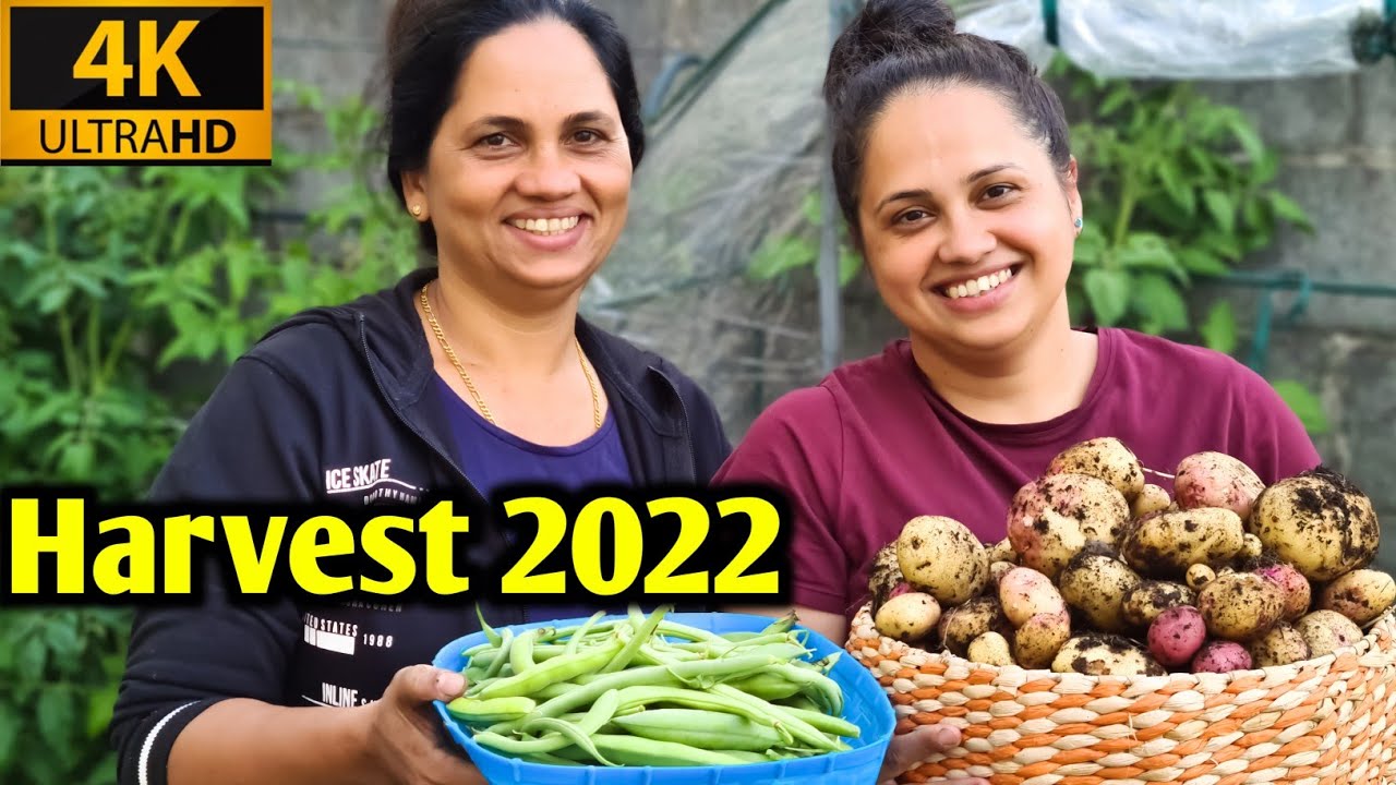 Harvest 2022/Organic farming/Vegetable harvest/Ireland Malayalam vlog/Kitchen garden/Gardening Tips
