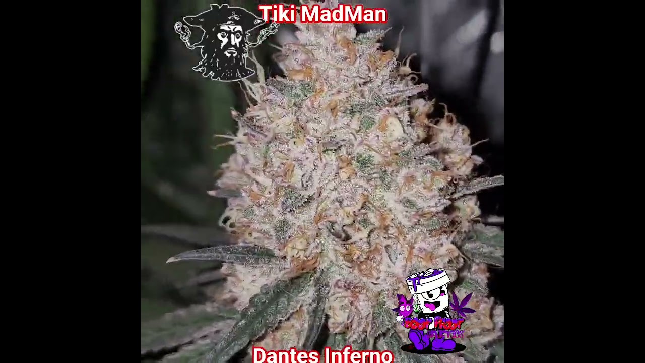 Dantes Inferno by Tiki MadMan. Boof Proof the Tiki MadMan Ambassador. #boofproof #tikimadman