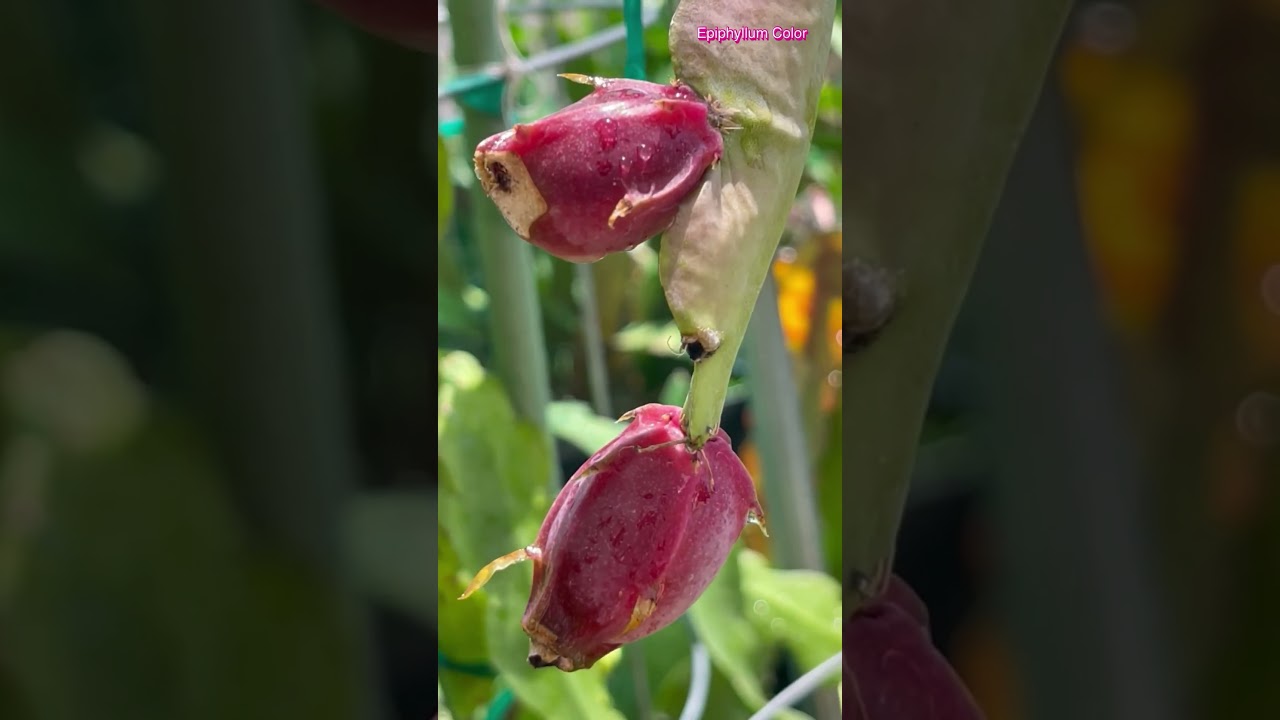 EPIPHYLLUM FRUITS