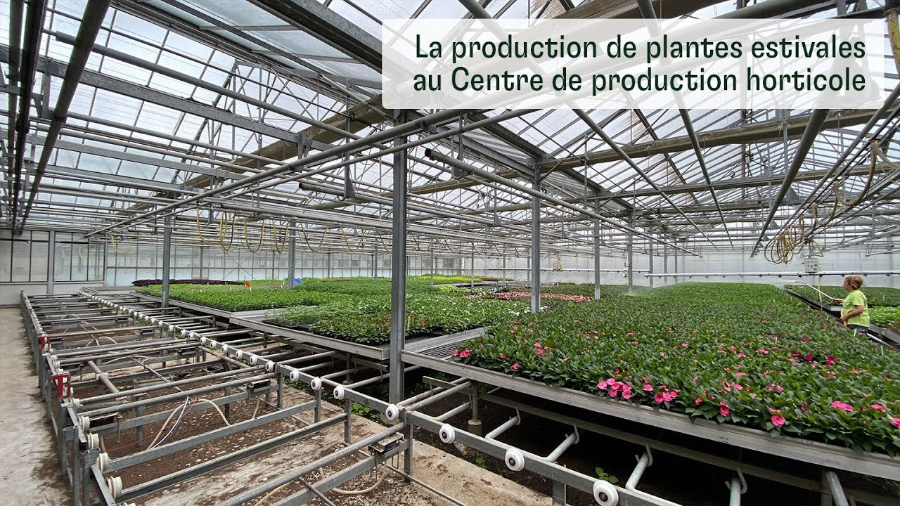 Production des plantes estivale au Centre de Production Horticole