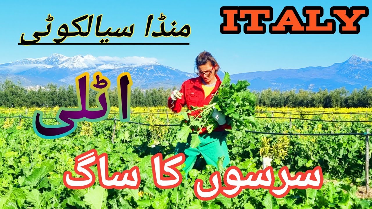 sarson ka saag| agriculture work Italy|| munda sialkotia vlogs