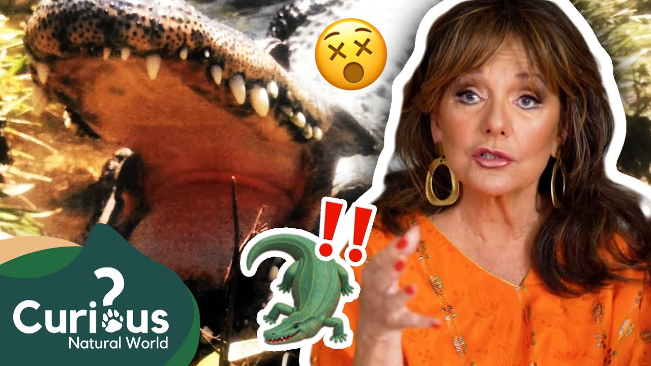 An Alligator That Lived In A Back Yard For 38 Years! 🐊🏡 | Predator Pets | Curious?: Natural World