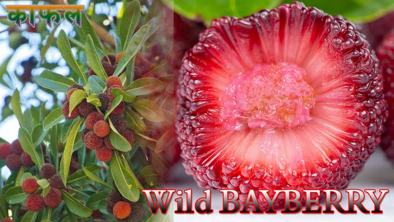 Wild Bayberry