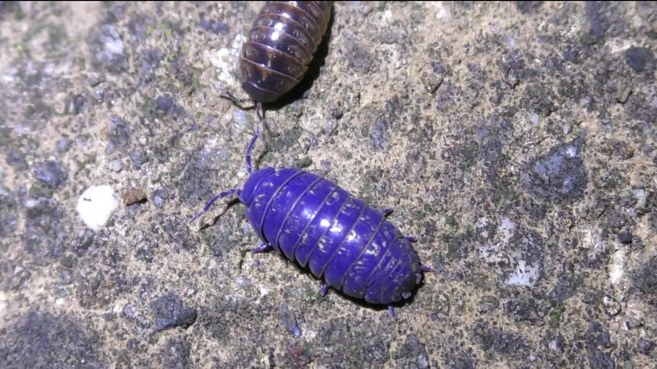 体を青く変異させる