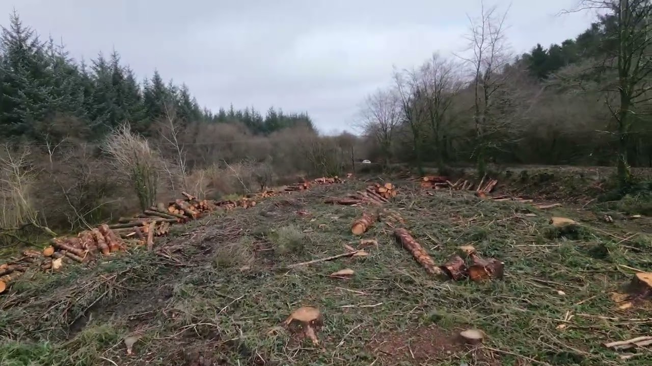 My woodland has gone!