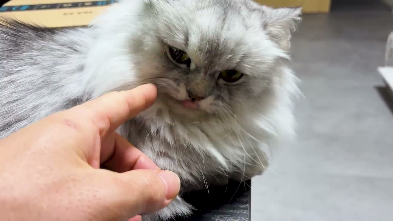 テーブルの上にフワモコが居たので、サワサワしたかったけど嫌われてしまいました。　#猫  #cat  #猫好きさんと繋がりたい  #猫との暮らし  #ミヌエット