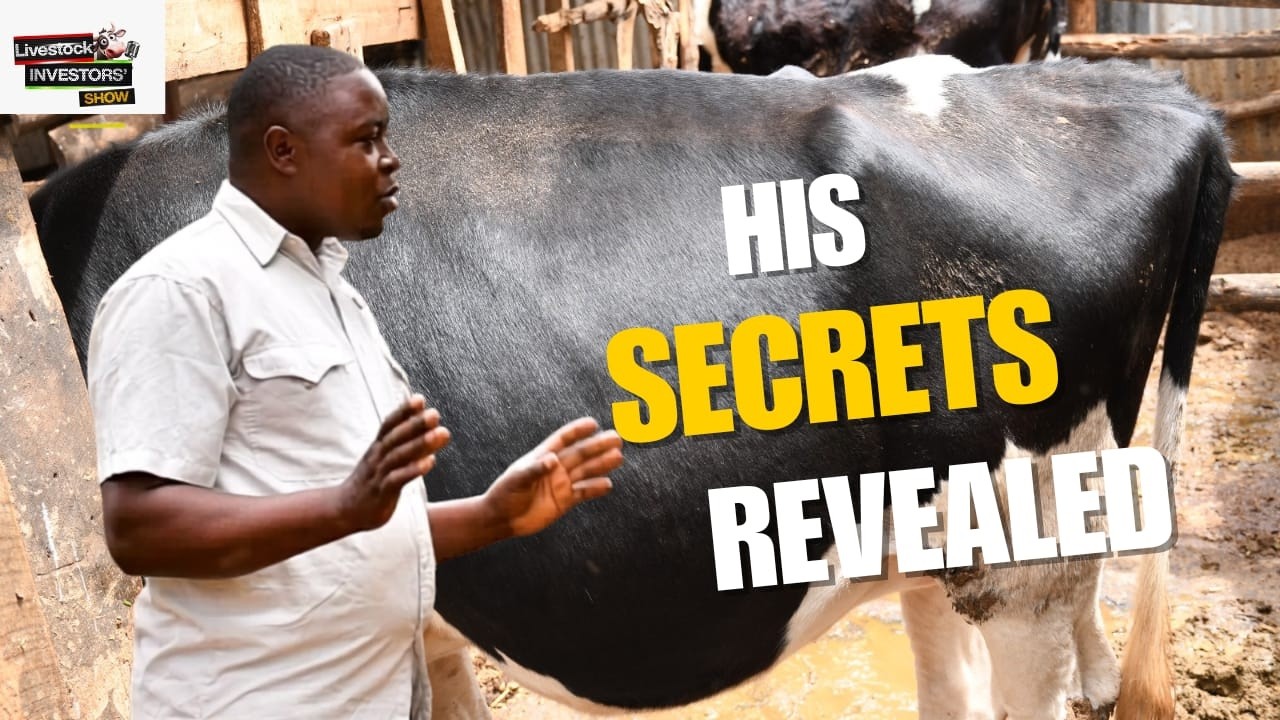 How Michael Kinyua Increases Milk Production: Dairy Farming Secrets Revealed