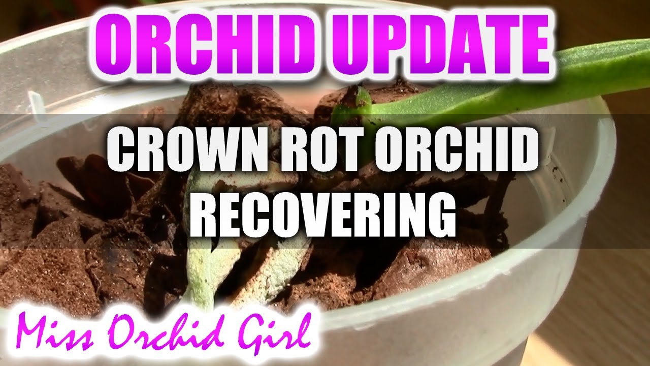 Orchid Update - Crown rot Orchid recovery