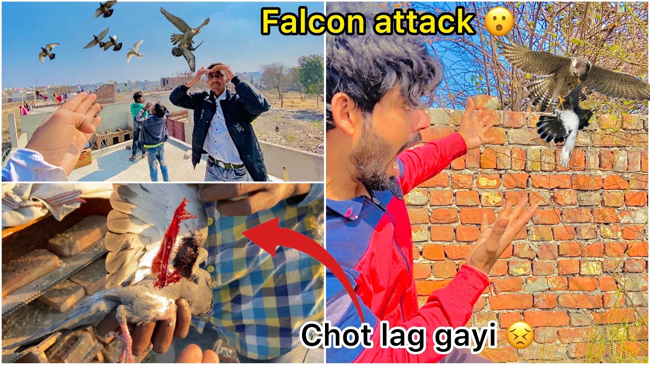 Kabootar bhag gaya 😭 ( Falcon live attack on my pigeons 🦅