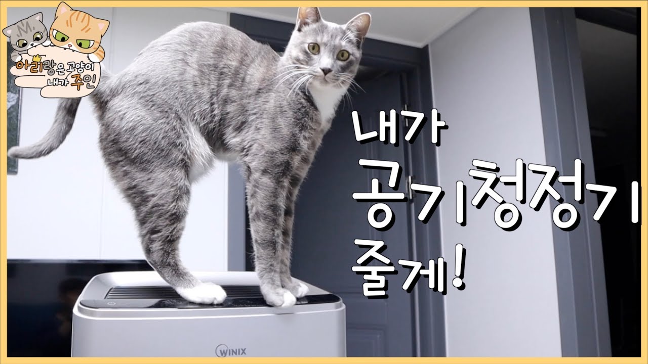 [광고]고양이가 위닉스 공기청정기 드립니다.