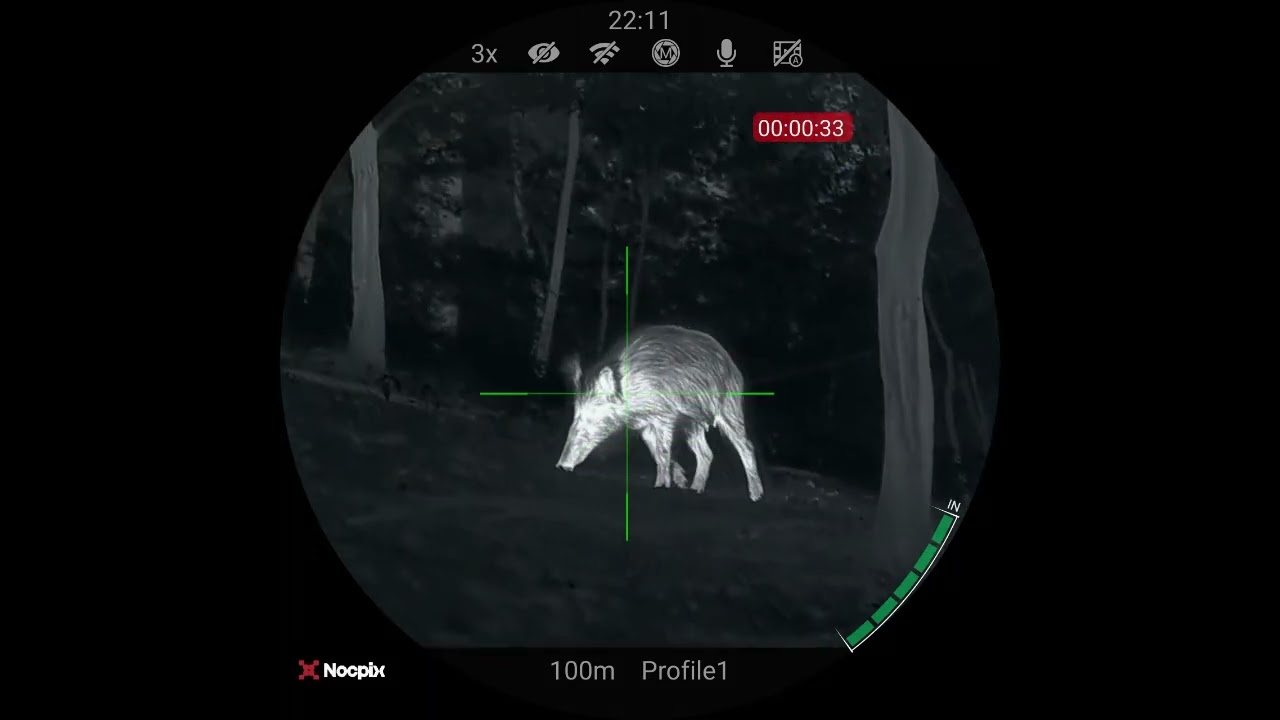 Wild boar herd close encounter