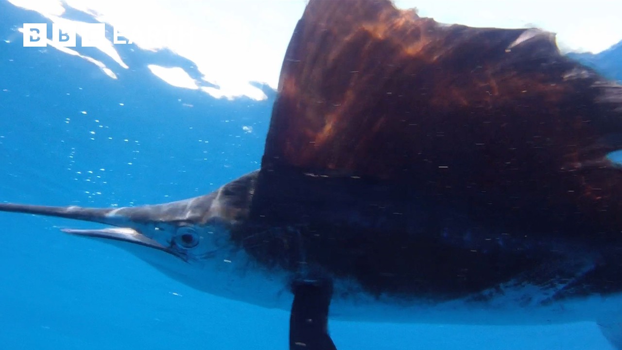 Catching & Tagging the Fastest Fish in the World | Fishing Impossible | BBC Earth Explore