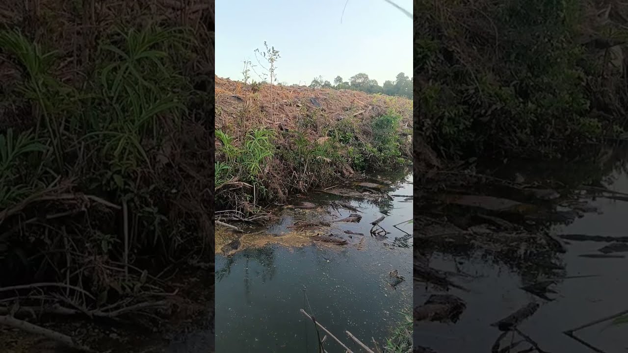 mancing di sport baru,,Sasak fishing sedang live sekarang!