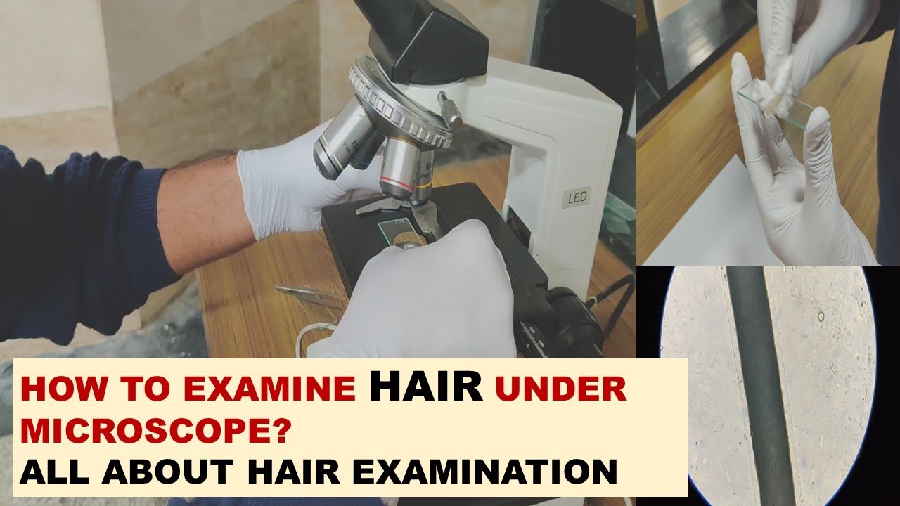 How to examine hair under microscope?