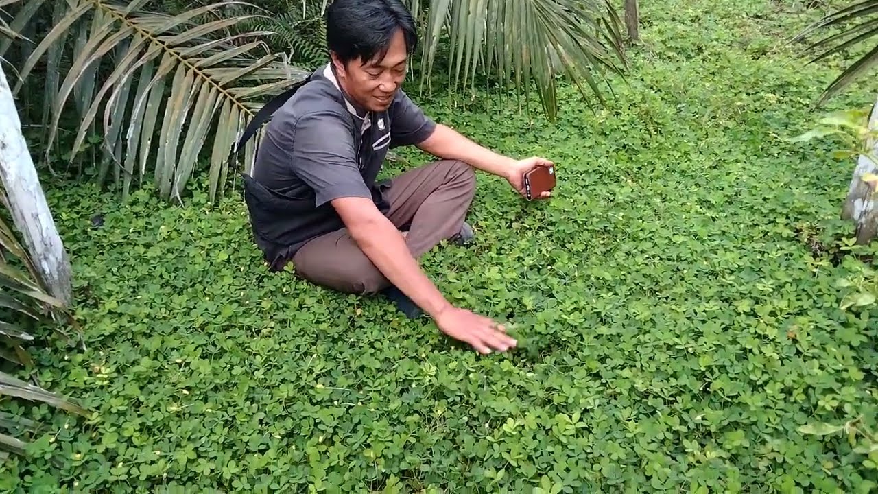 Penasaran!! mengajak langsung anggota melihat kebun percontohan di tanami kacangan Arachis pintoii