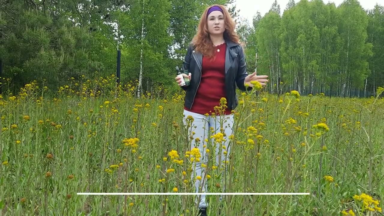 Усьма на второй год, плантация производителя масла листьев усьмы