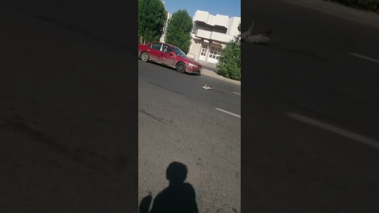 The car on the road killed the cat