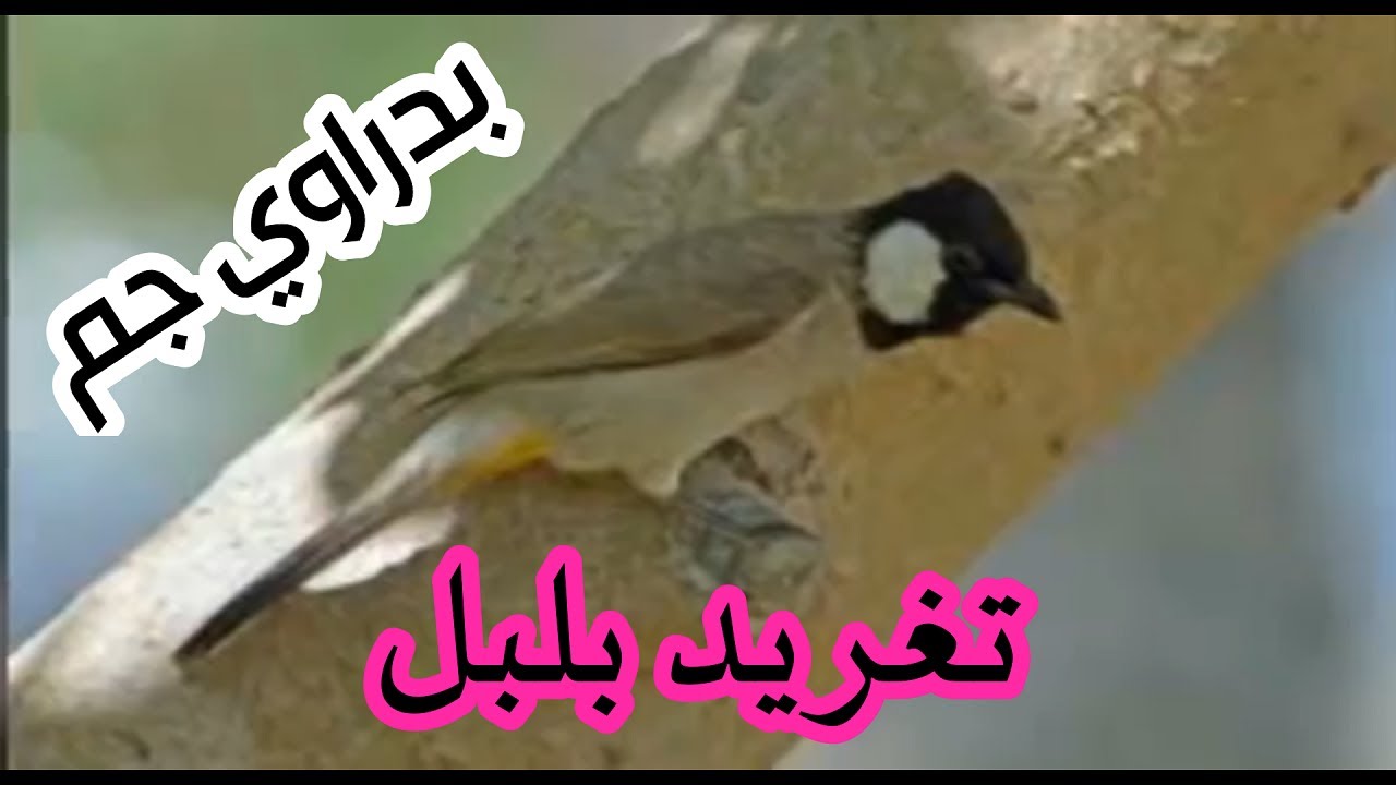 تغريد بلبل طور بدراوي لتخريج افراخ البلابل