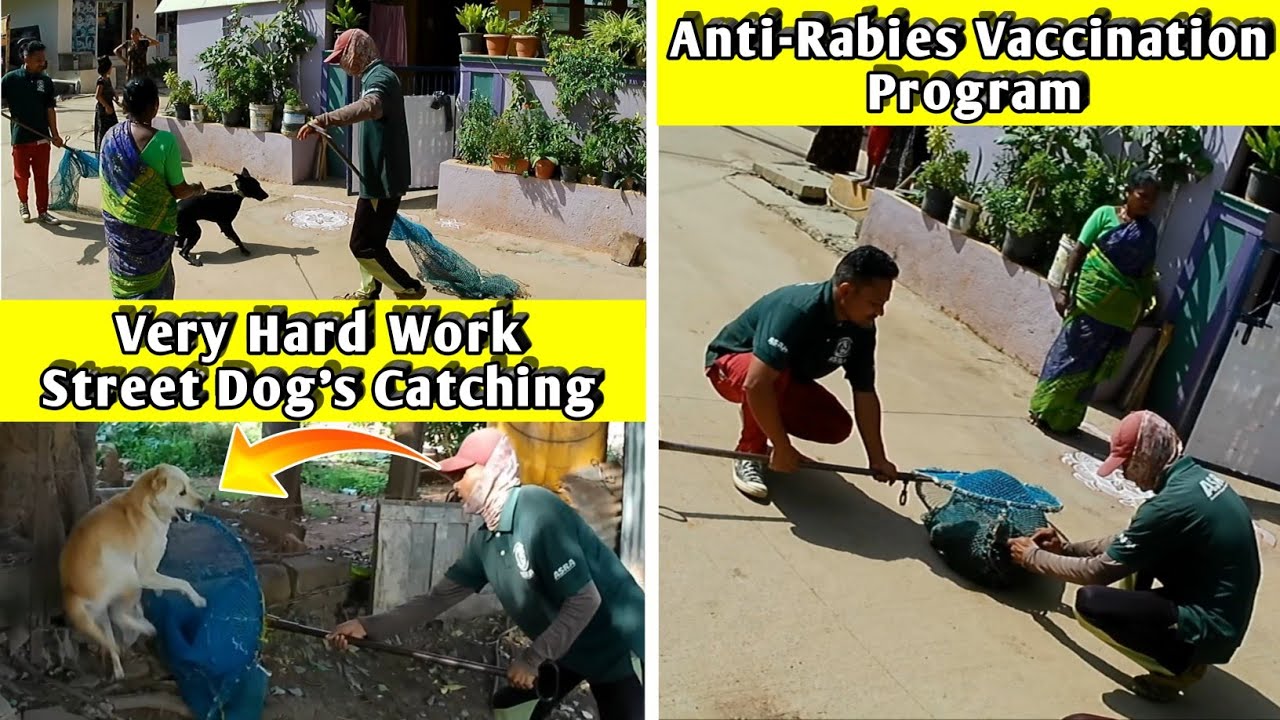 Amazing Dog Catching Trailer । Dog Barking Sound । Street Dog Catch #vlog #dog #dogwithpublicsafety