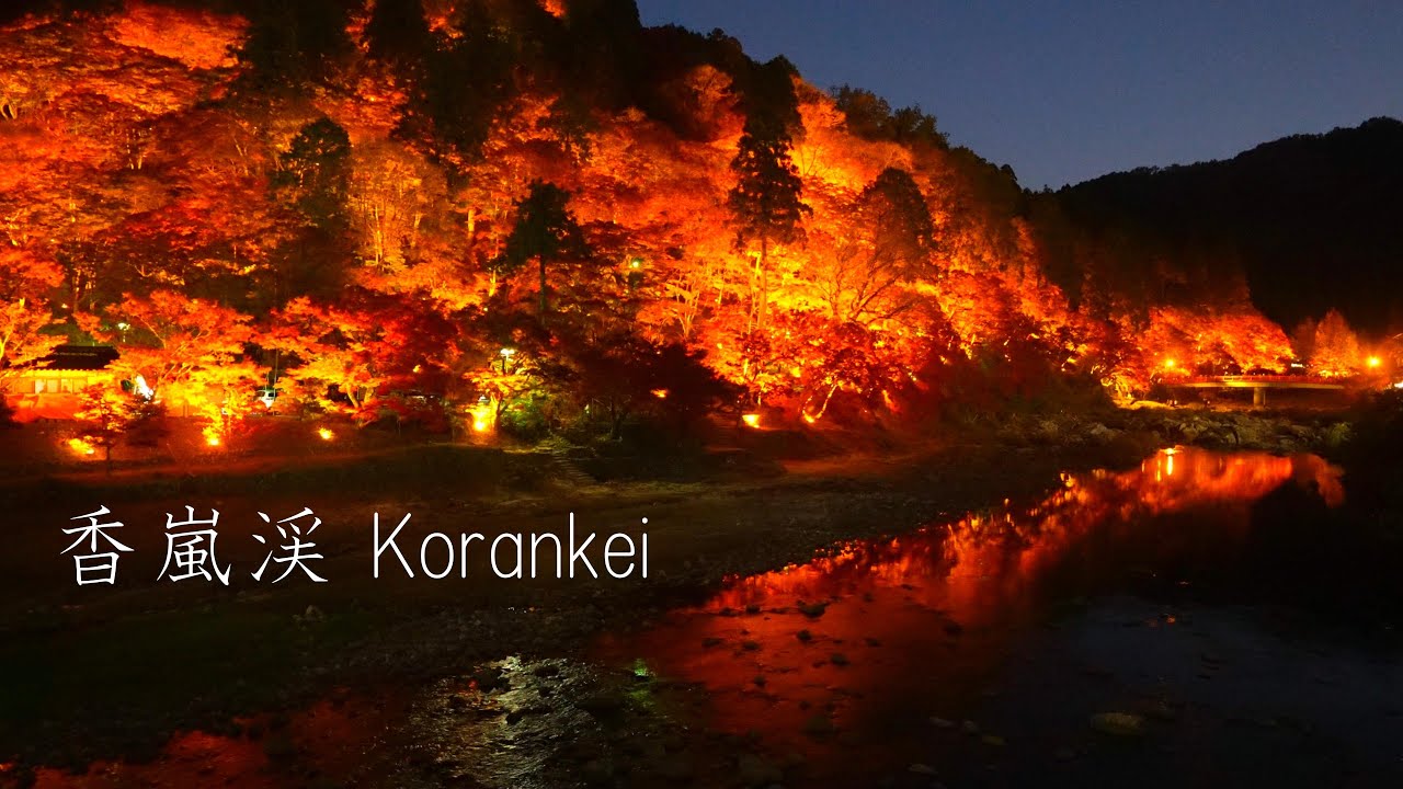Осенние листья в Коранкее в этом году особенно красивы!