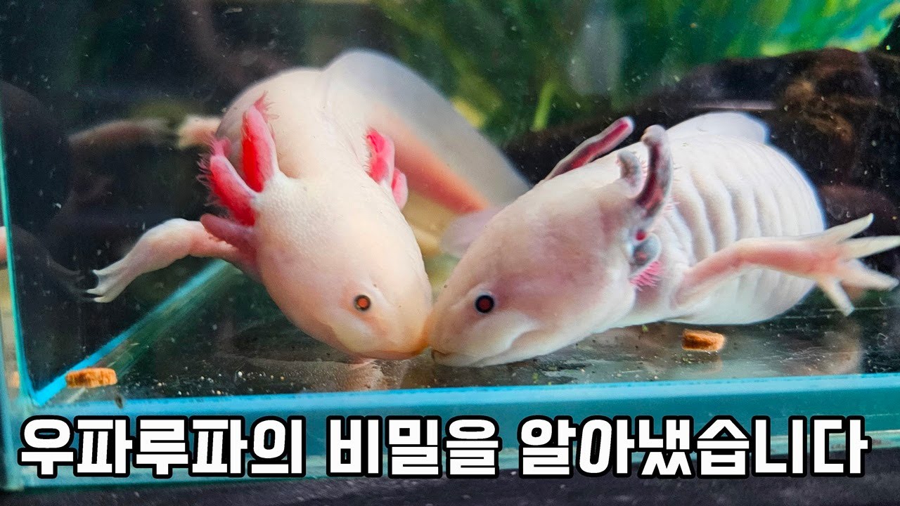 이거 실화입니까..? 0.1%도 모른다는 우파루파의 비밀을 알아버렸습니다.