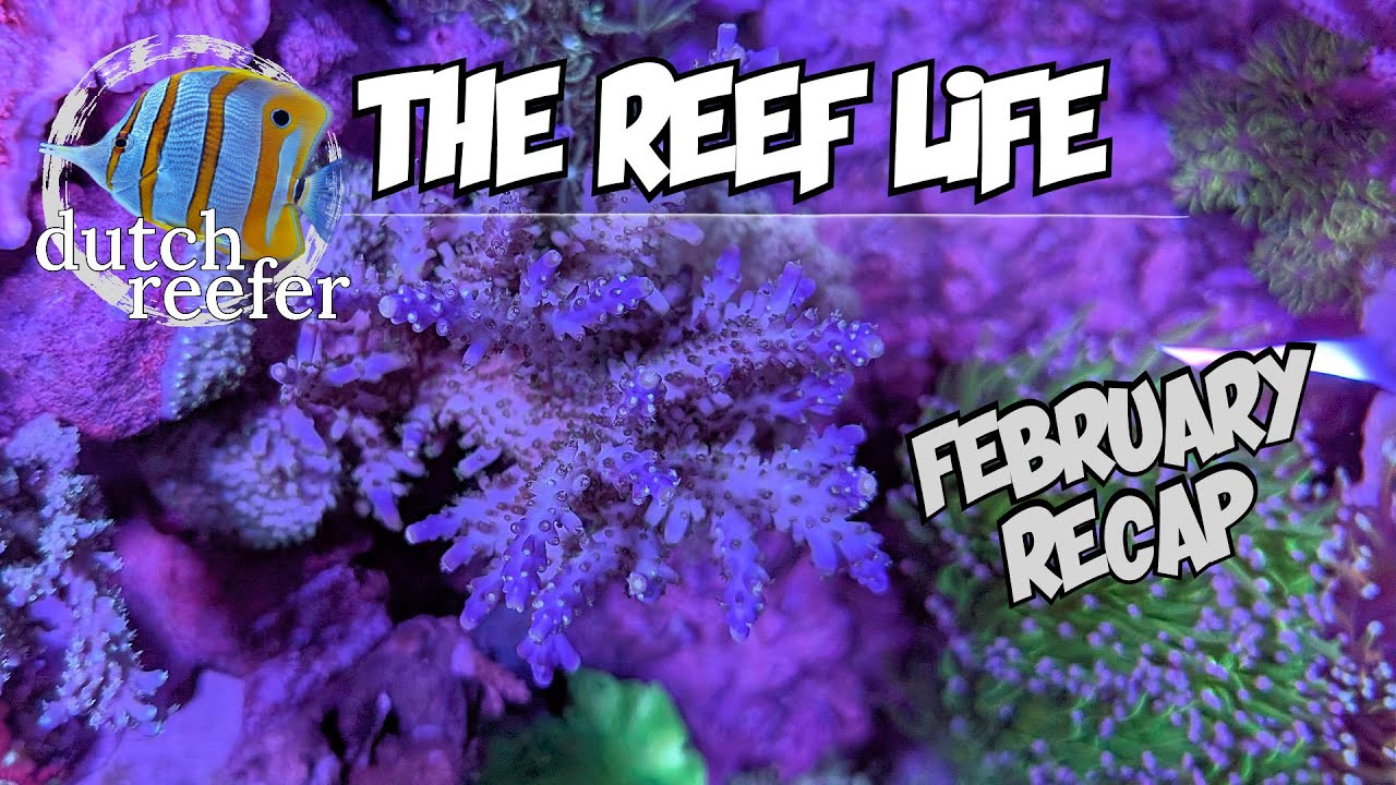 THE REEF LIFE | February RECAP 📅
