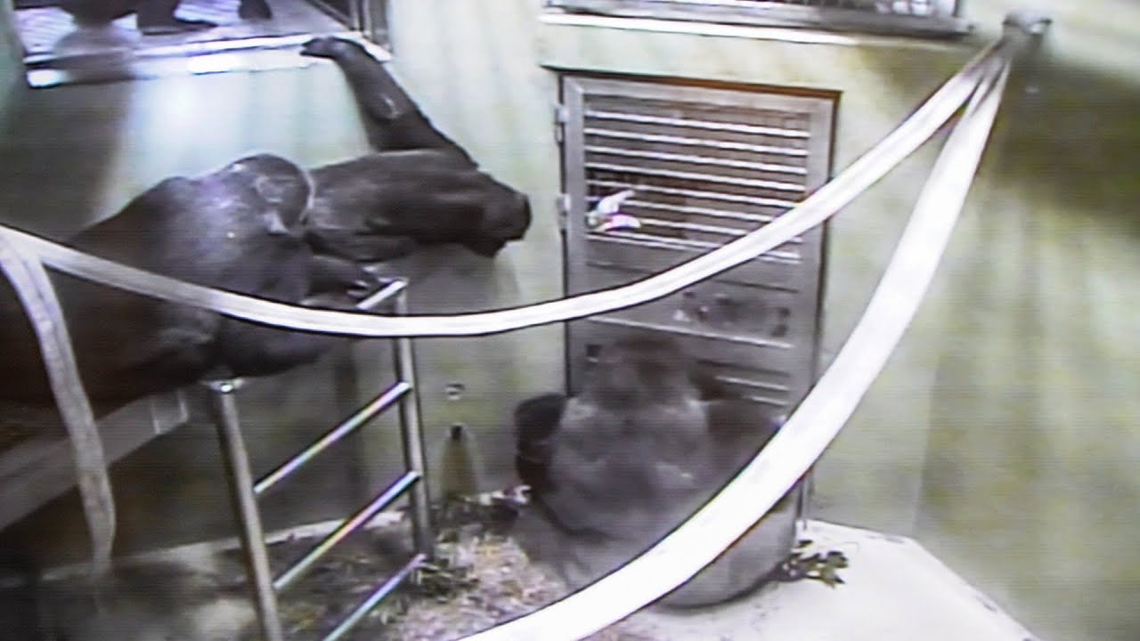 Haoko has lost weight, so he is fed by his keeper directly. #1/5 UENO ZOO 上野動物園ゴリラ（0115）