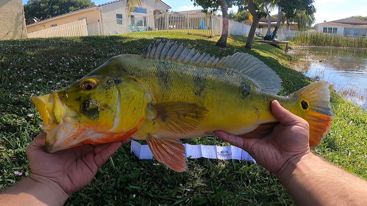 BIG Peacock Bass and Invasive Cichlid Fishing in Florida from a kayak