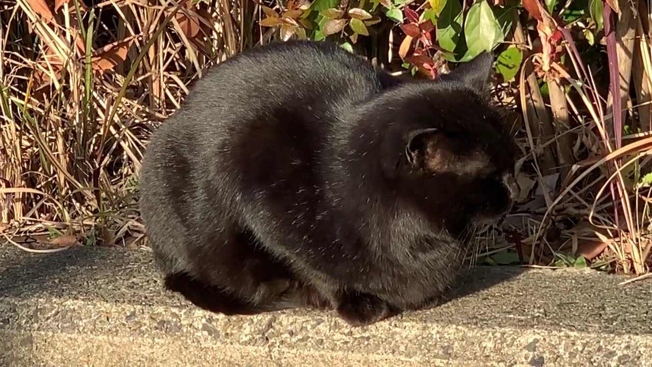 2026/1/30クロネコ　black cat