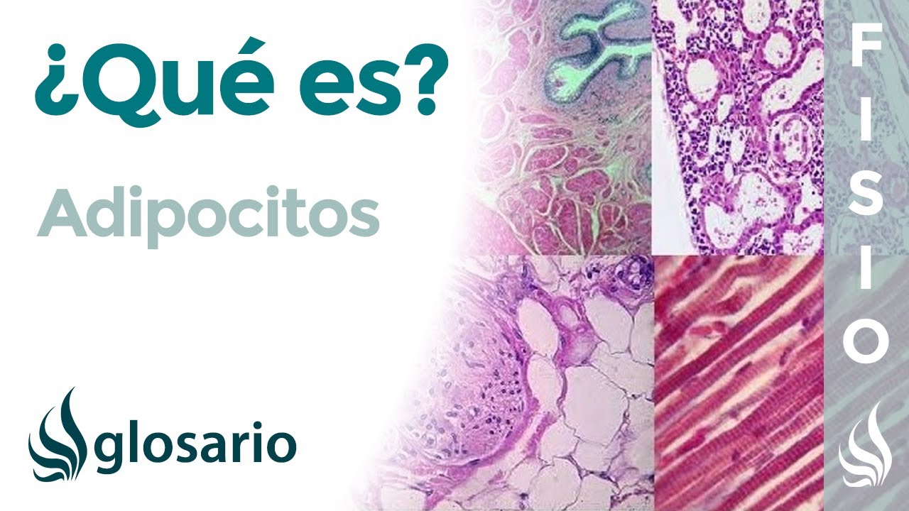ADIPOCITOS | Qué son, ubicación, cómo se producen, función y enfermedades