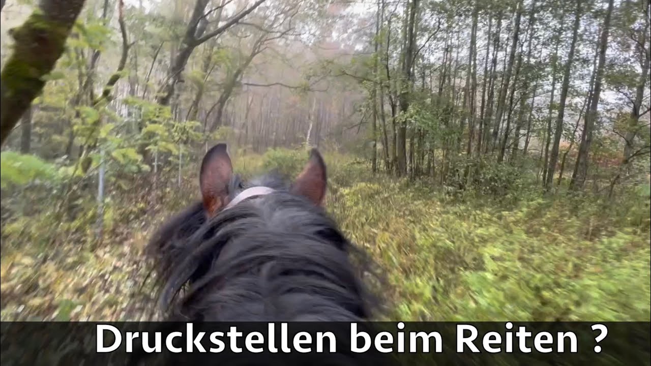 Body-Move-Pad Western - westernsattel.de