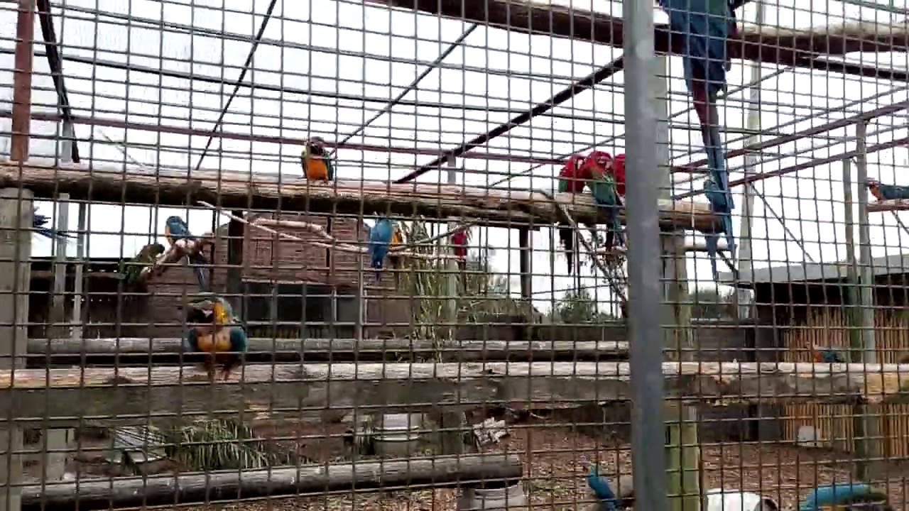 Give me a peanut, say the parrots :) - Lincolnshire Wildlife Park