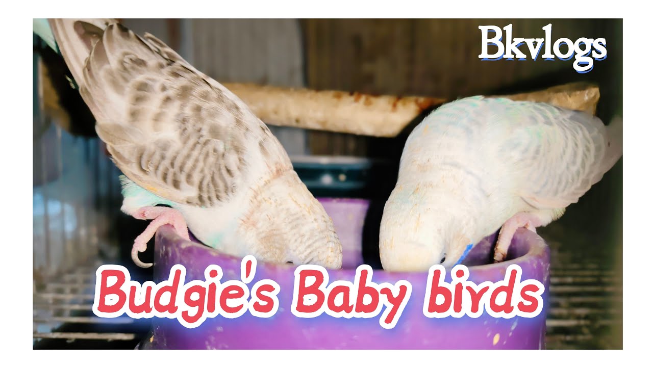 Budgie's Baby Lovebirds 🦜 🕊️ #Eating Time #Bago Kumar vlogs is live!