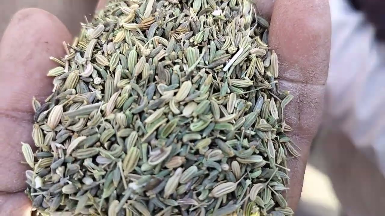 વરીયાળી ની હરાજી બોટાદ //07/04/25//બોટાદ Botad market yard