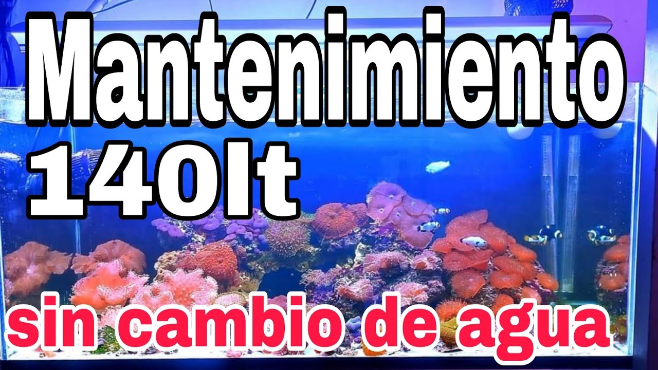 Mantenimiento a Acuario 140lts SIN CAMBIOS DE AGUA