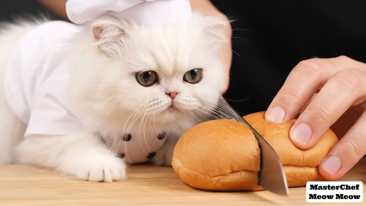 You’ve Never Seen a Cat Make a New York Hot Dog Like This