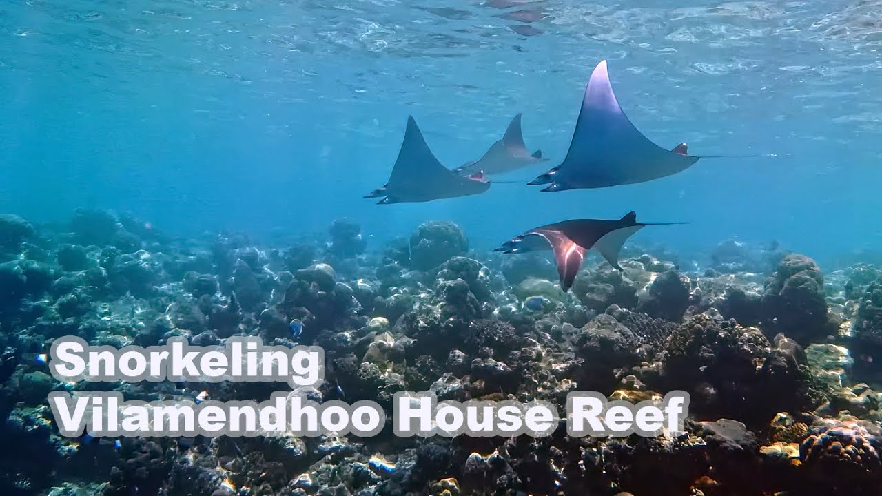 Snorkeling Vilamendhoo House Reef Maldives
