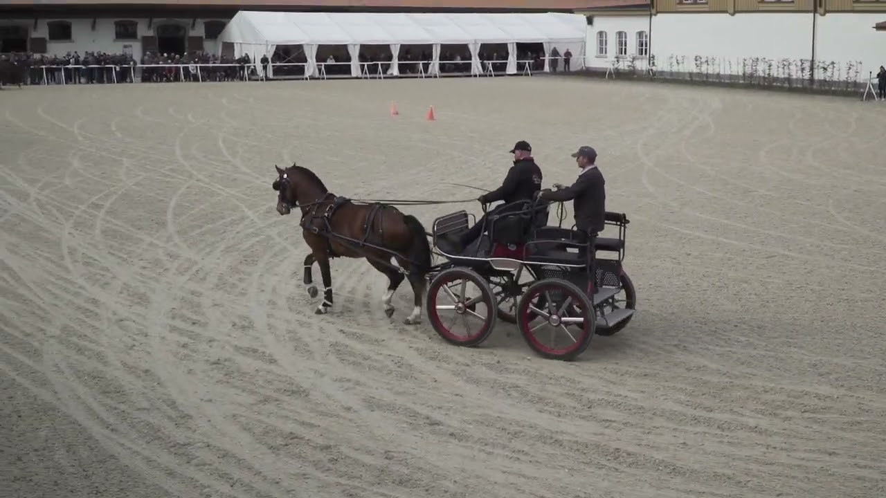 3 Attelage/Fahren TES/ST Avenches 28.02.2026 - 116 New York vom Schilt - 119 Don Velours
