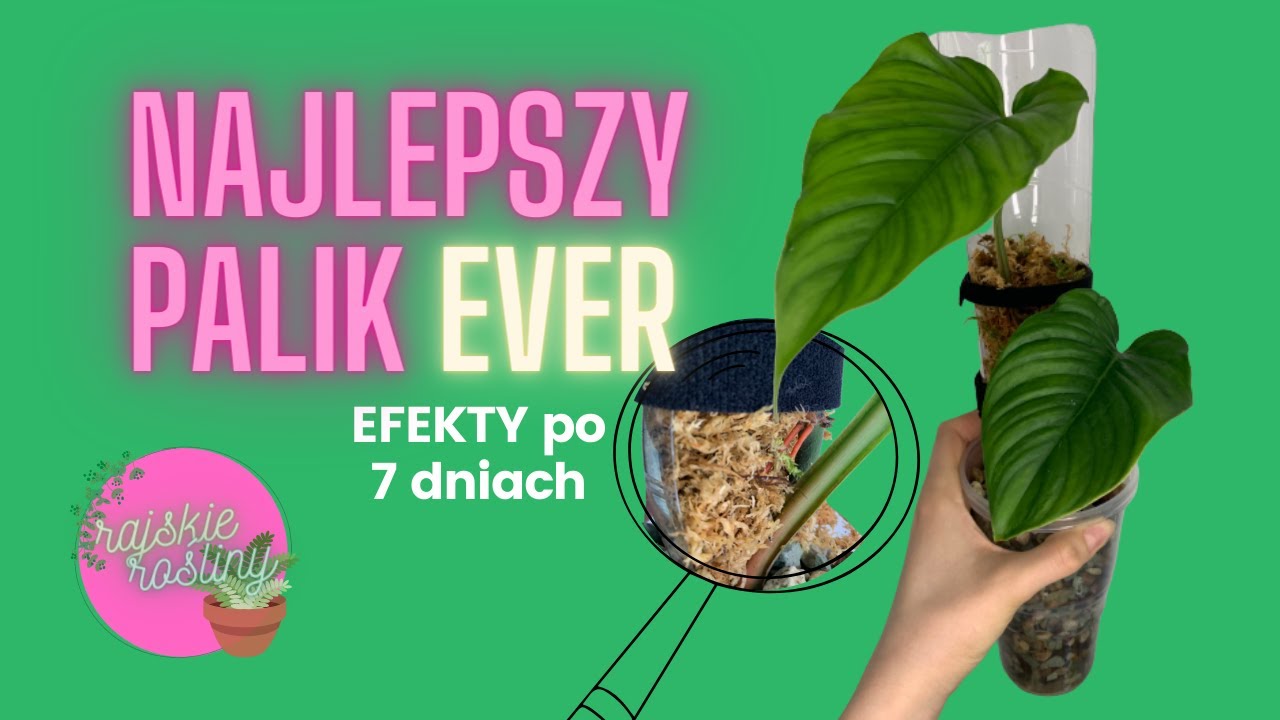 LAZY POLE | Palik do roślin pnących, gdy nie masz czasu